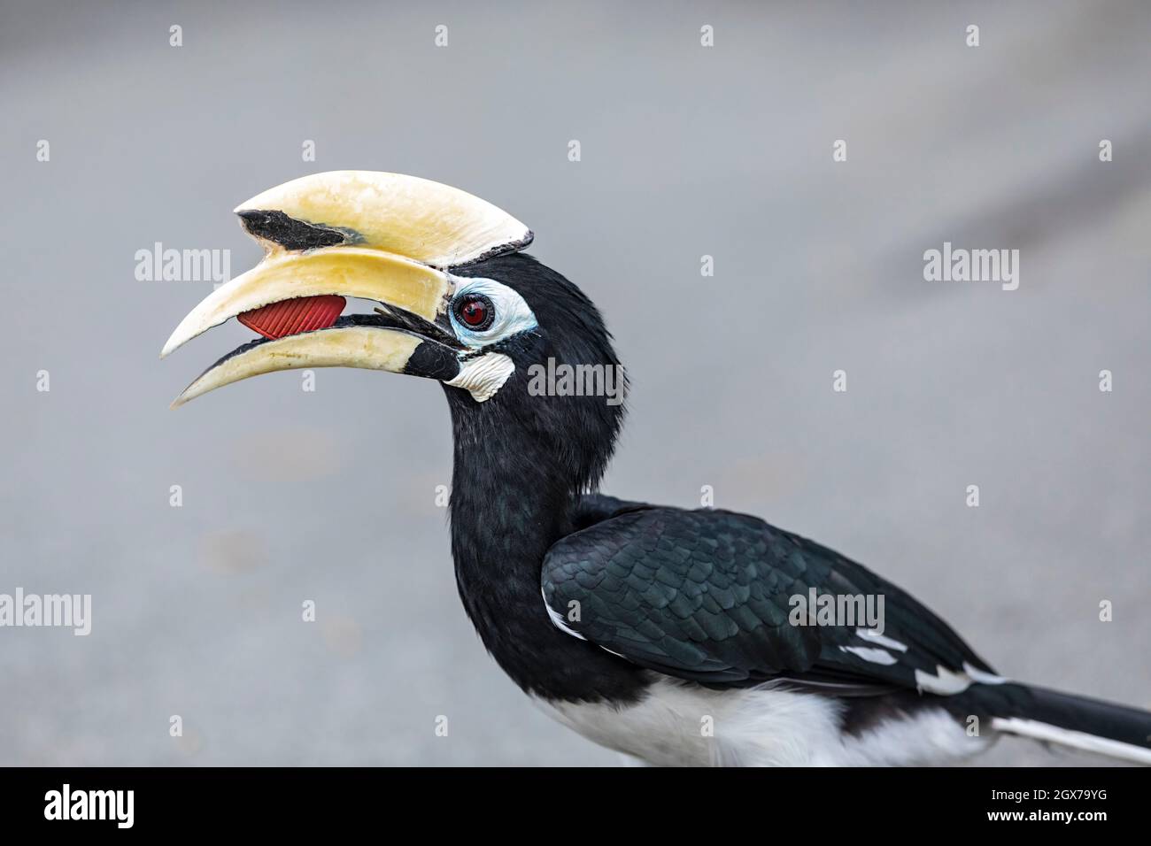 A male Oriental Pied Hornbill inspects a piece of rubber trash left on a footpath at a coastal park, Singapore Stock Photo
