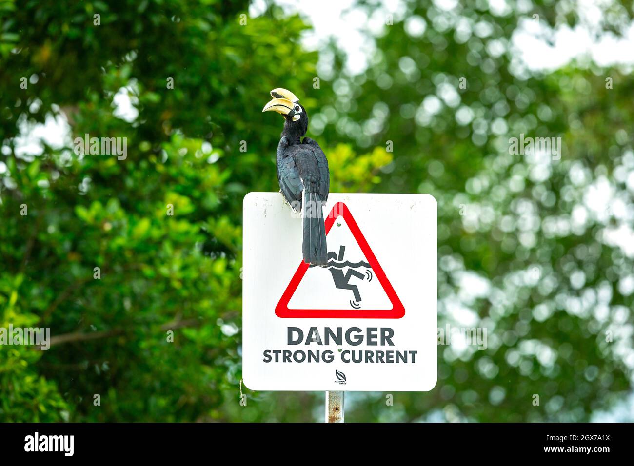 A male Oriental Pied Hornbill perches on a warning sign post next to a beach in a coastal park, Singapore Stock Photo