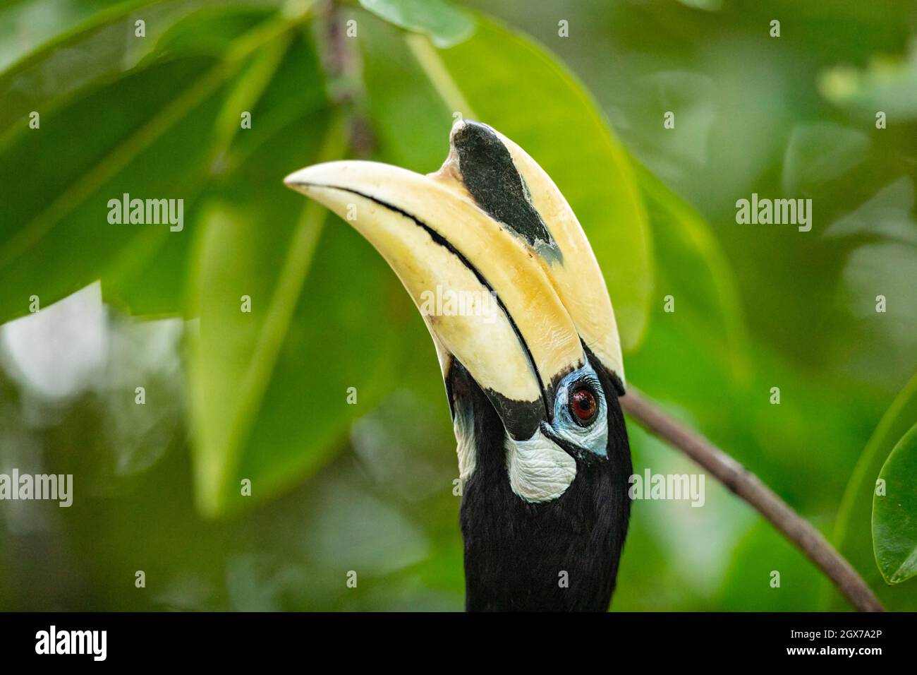 A male Oriental Pied Hornbill gleaning for food among coastal mangrove trees in a park, Singapore Stock Photo