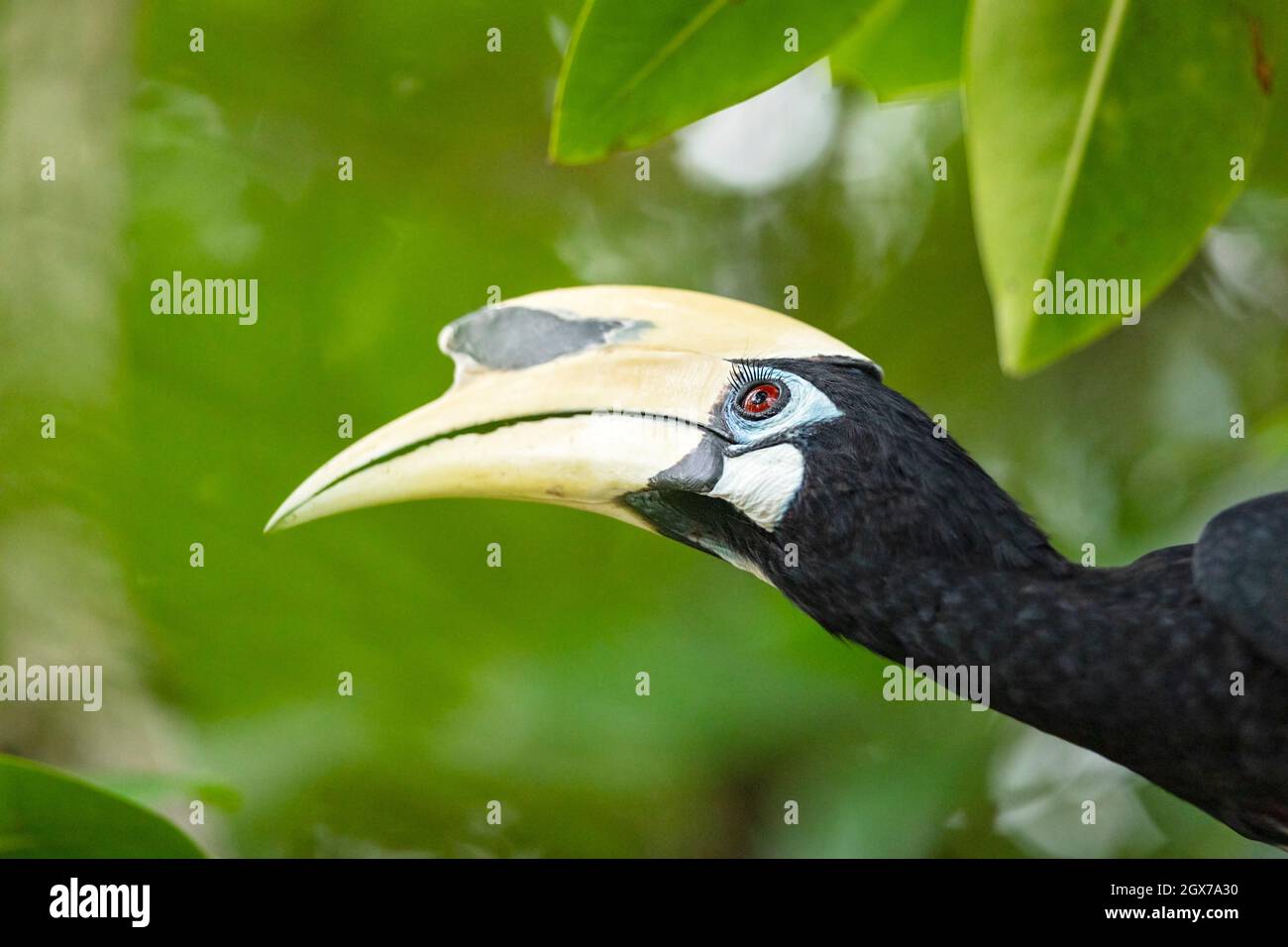 A male Oriental Pied Hornbill gleaning for food among coastal mangrove trees in a park, Singapore Stock Photo