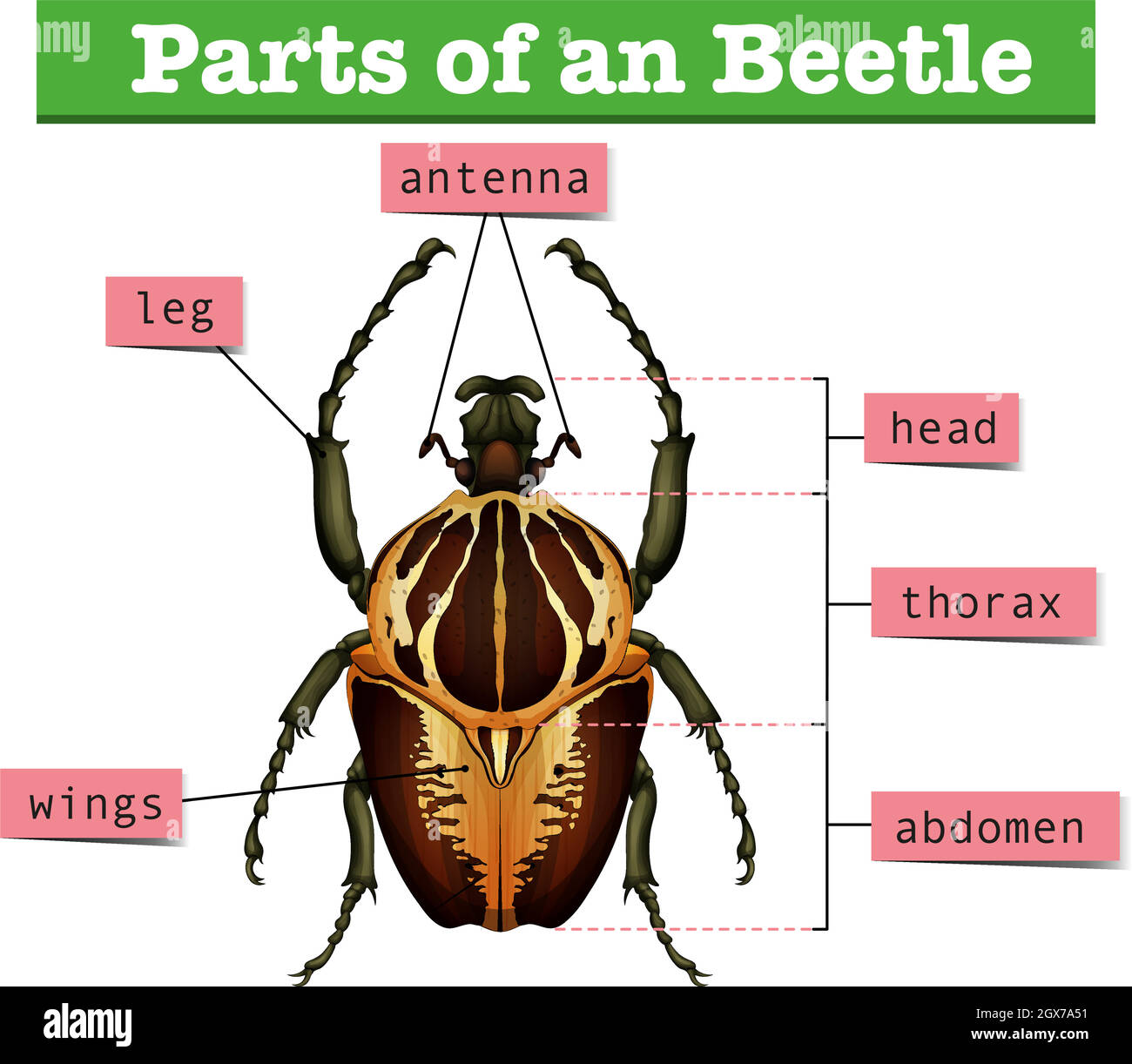 Diagram showing different parts of beetle Stock Vector
