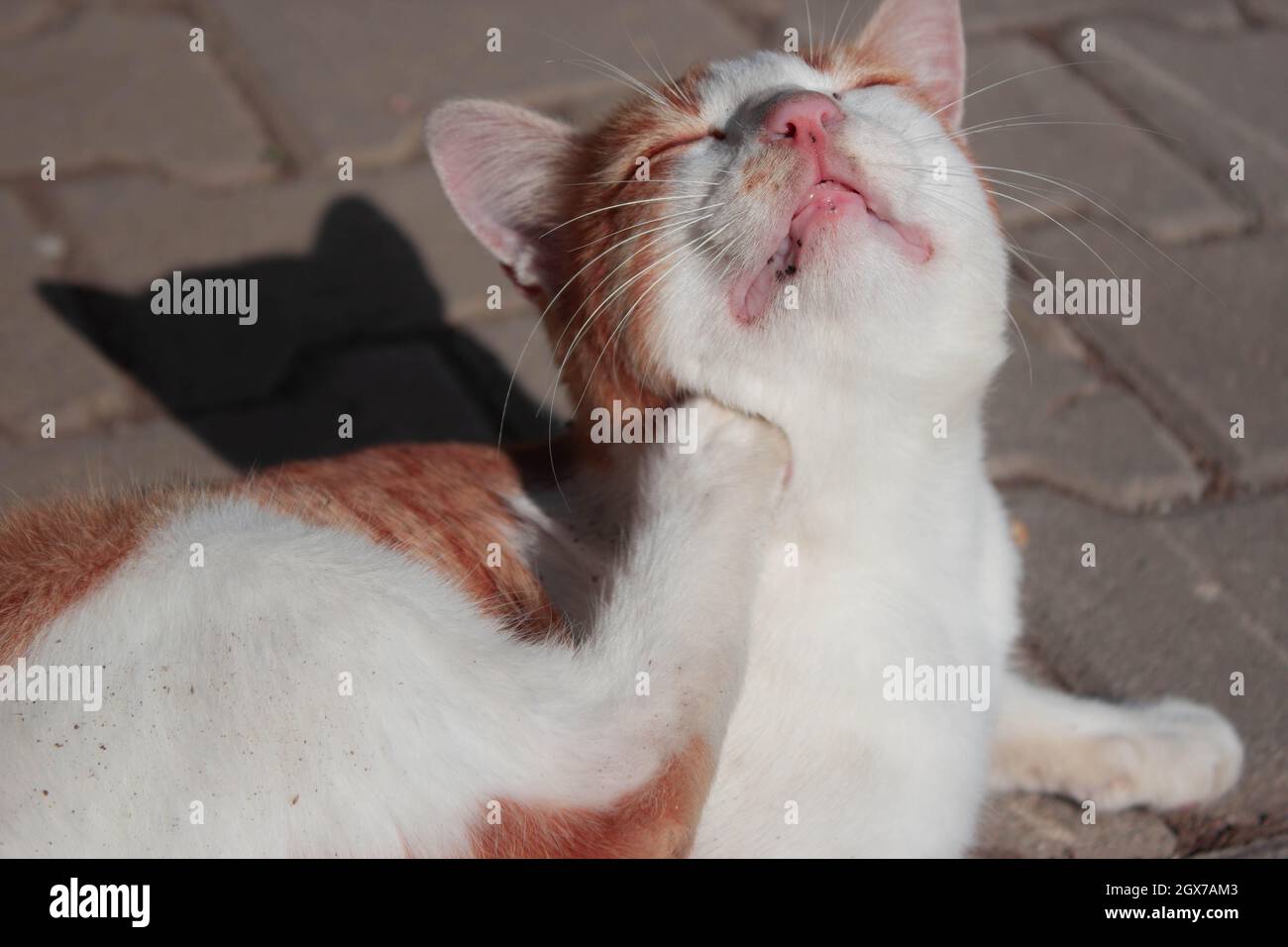 Orange cat scratching himself. Itching cat Stock Photo Alamy