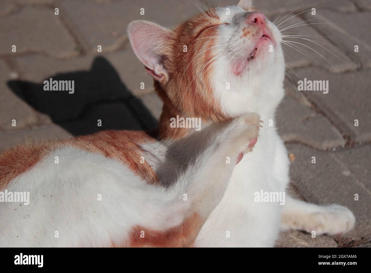 Orange cat scratching himself. Itching cat Stock Photo Alamy