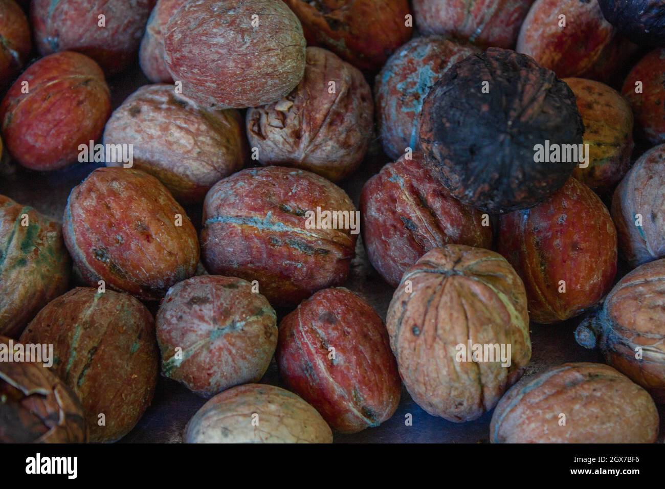 Walnuts in a big plate getting rotten. Humidity created mold on nuts. Stock Photo