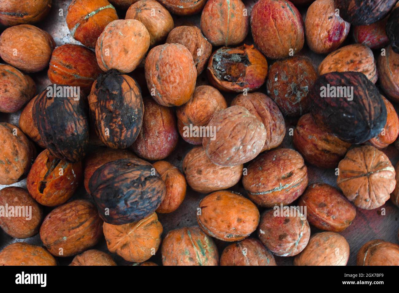 Walnuts in a big plate getting rotten. Humidity created mold on nuts. Stock Photo