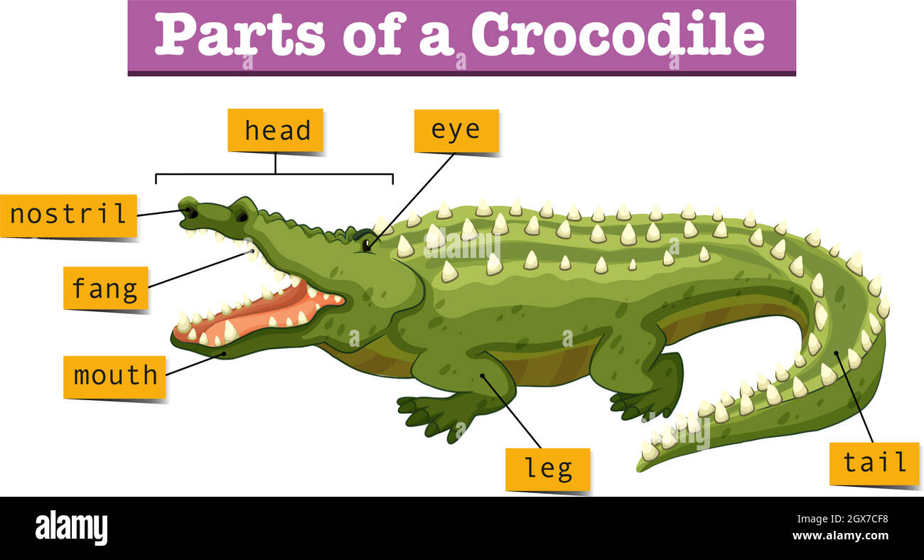Diagram showing parts of crocodile Stock Vector