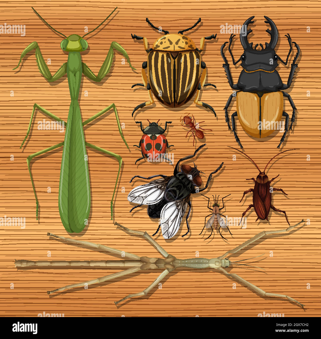 Two Different Insects Set of different insects on wooden wallpaper background Stock Vector ...