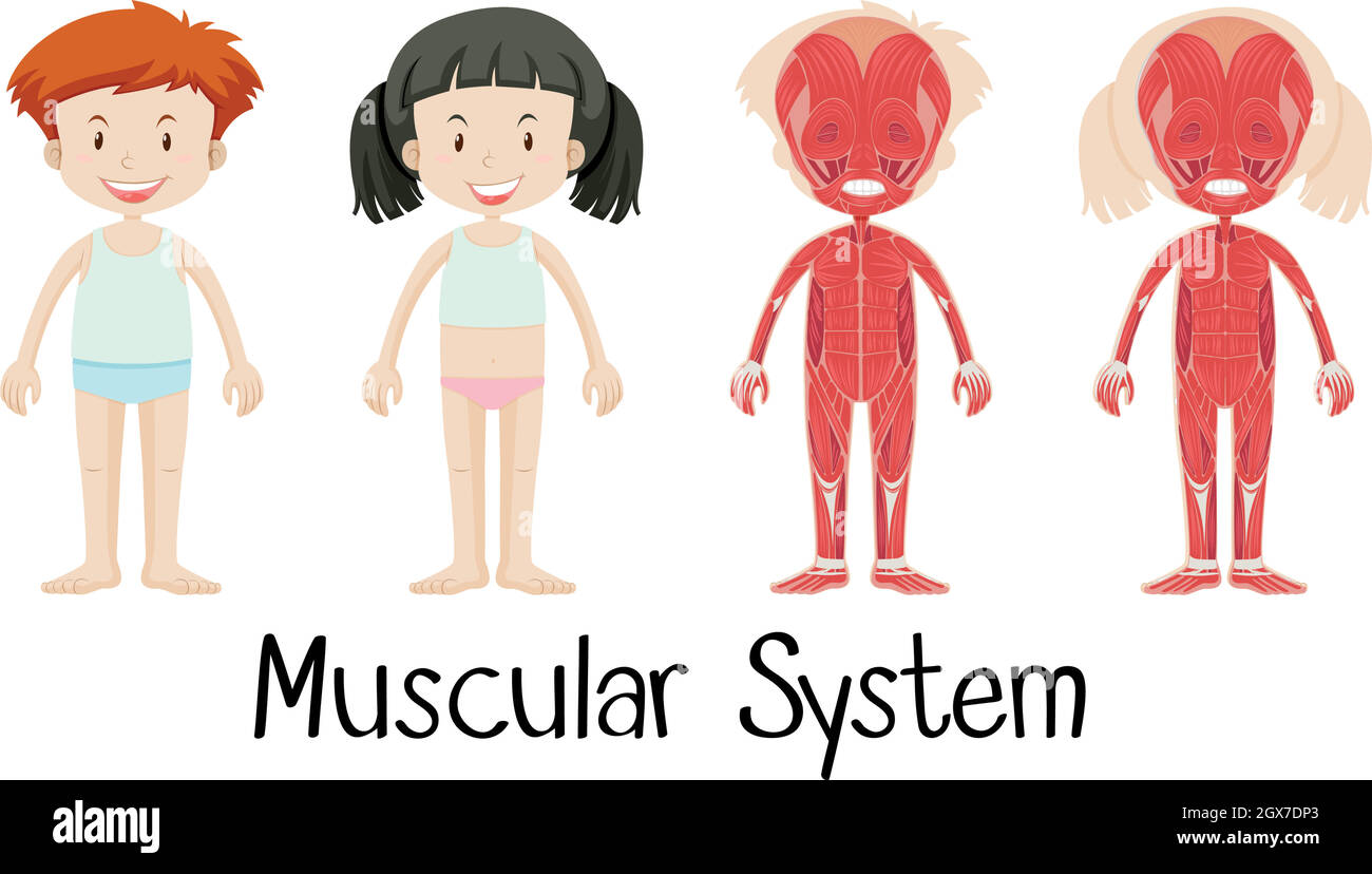 Muscular system of boy and girl Stock Vector