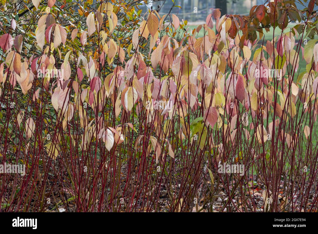 Cornus alba Baton Rouge stems in autumn Stock Photo