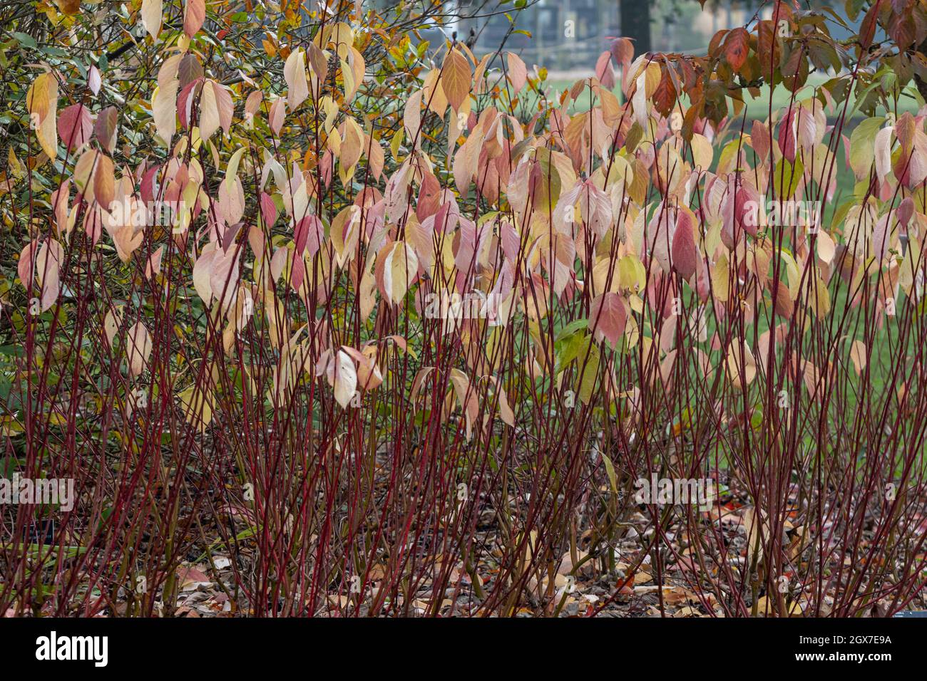 Cornus alba Baton Rouge showing autumn colour Stock Photo