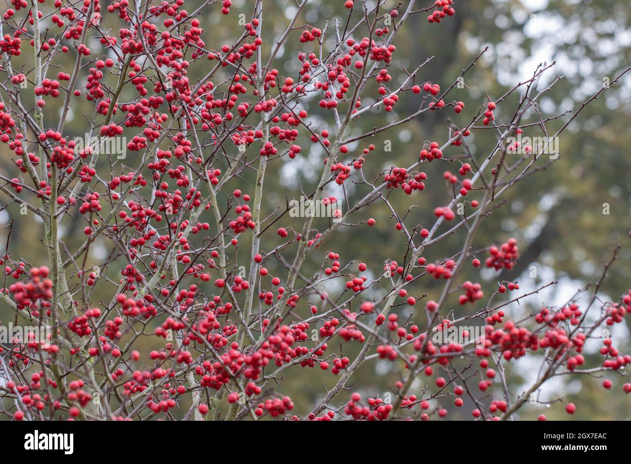 Crataegus persimilis Prunifolia Splendens berries in autumn Stock Photo