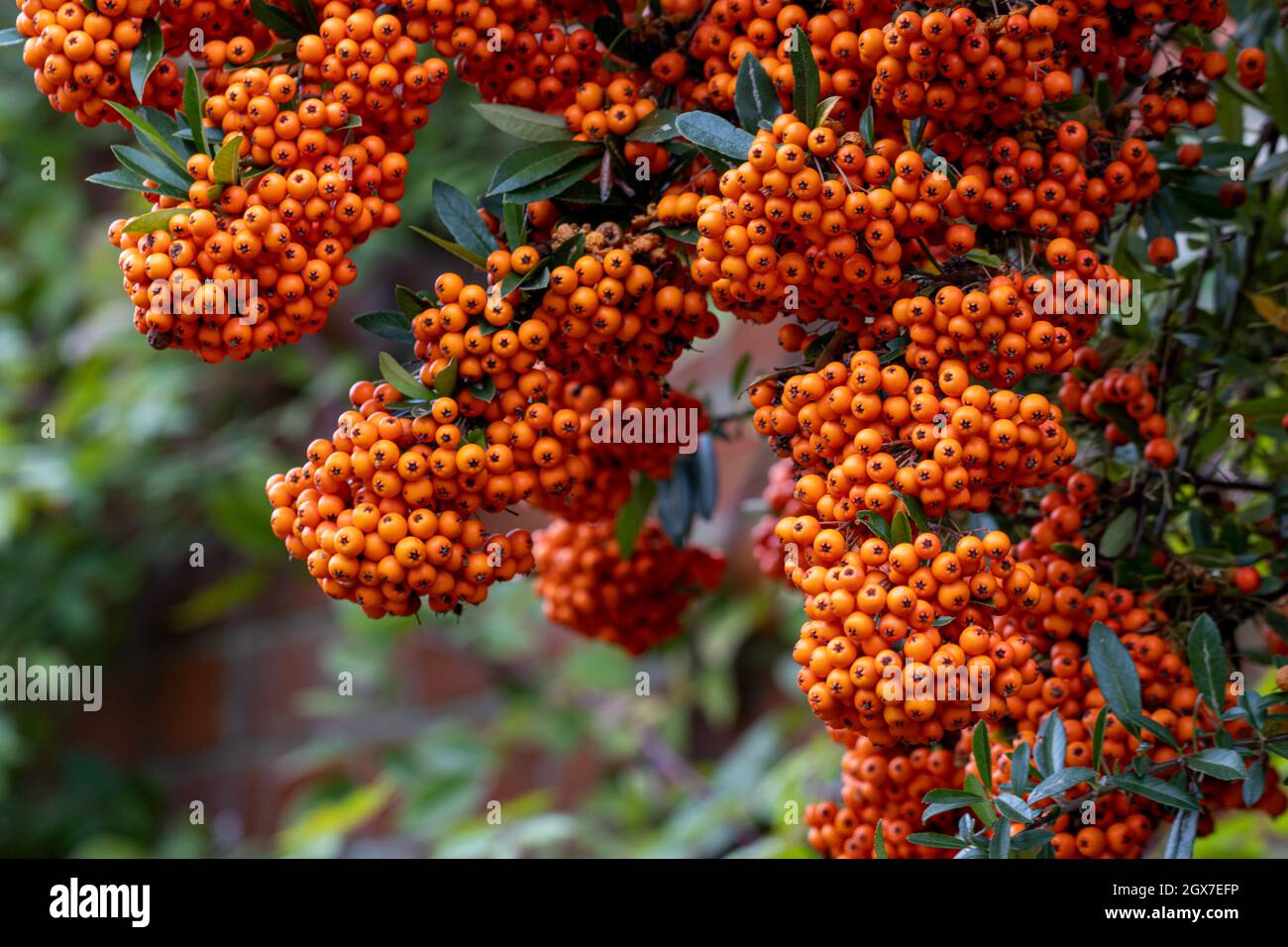 Hanging Pyracantha Saphyr Orange berries in the autumn Stock Photo