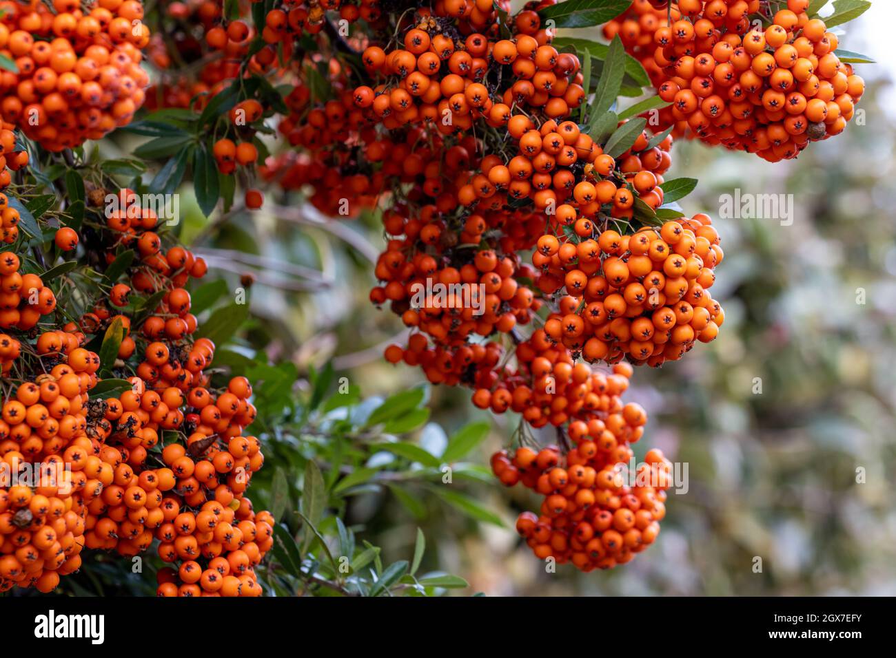 Pyracantha Saphyr Orange berries in the autumn Stock Photo