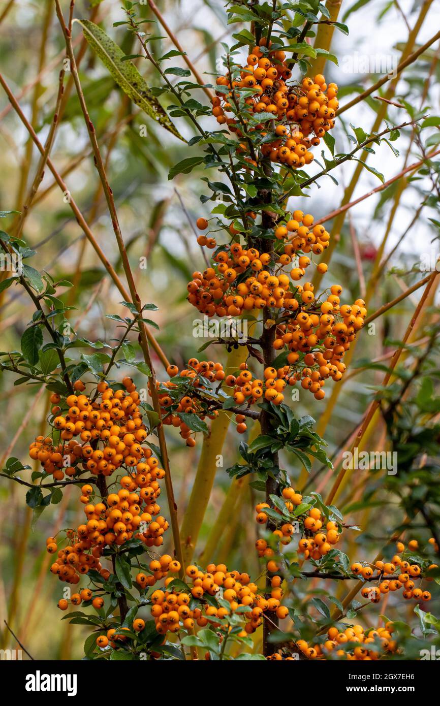 Orange Pyracantha Teton berries in the autumn Stock Photo
