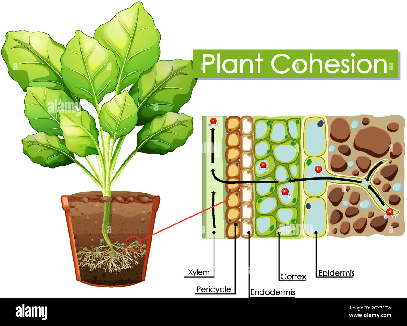 Diagram showing Plant Cohesion Stock Vector Image & Art - Alamy