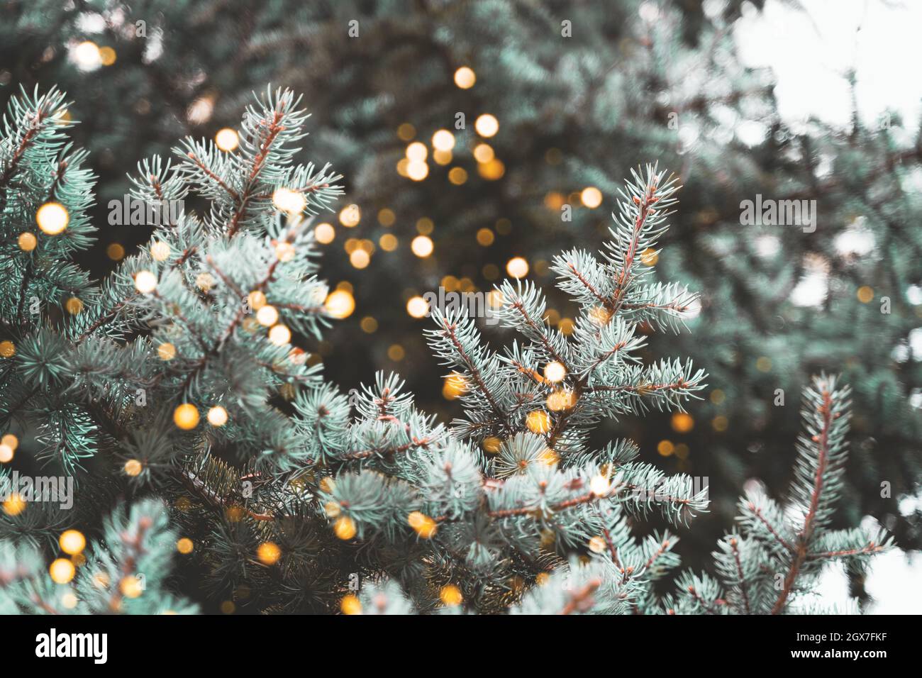 New Years Wallpaper 2022 With Christmas Tree Festive Christmas Tree Decorated With Bright Garland Lights. New Year 2022  In Green Pine Tones And Glittering, Abstract Winter Celebration Background  Stock Photo - Alamy