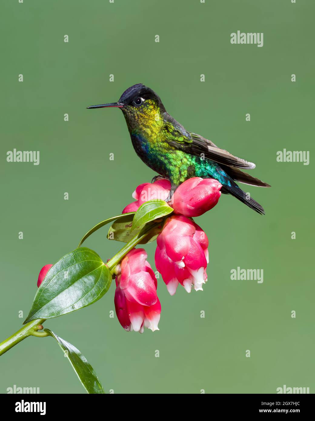 Fiery-throated hummingbird (Panterpe insignis) perched on a flower, San José Province, Copey District, Costa Rica Stock Photo
