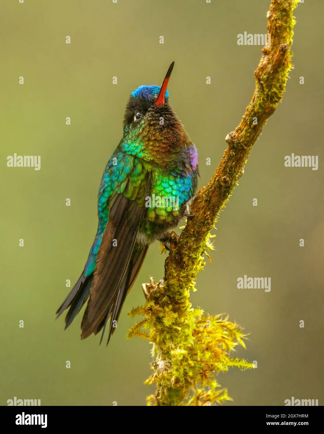 Fiery-throated hummingbird (Panterpe insignis), perched on a branch, San José Province, Copey District, Costa Rica Stock Photo