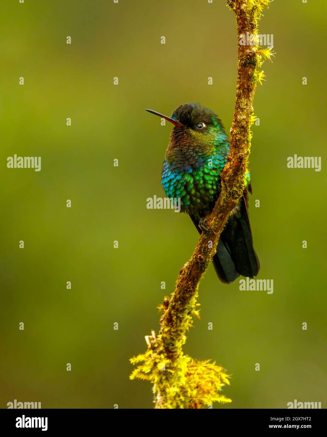 Fiery-throated hummingbird (Panterpe insignis), perched on a branch, San José Province, Copey District, Costa Rica Stock Photo