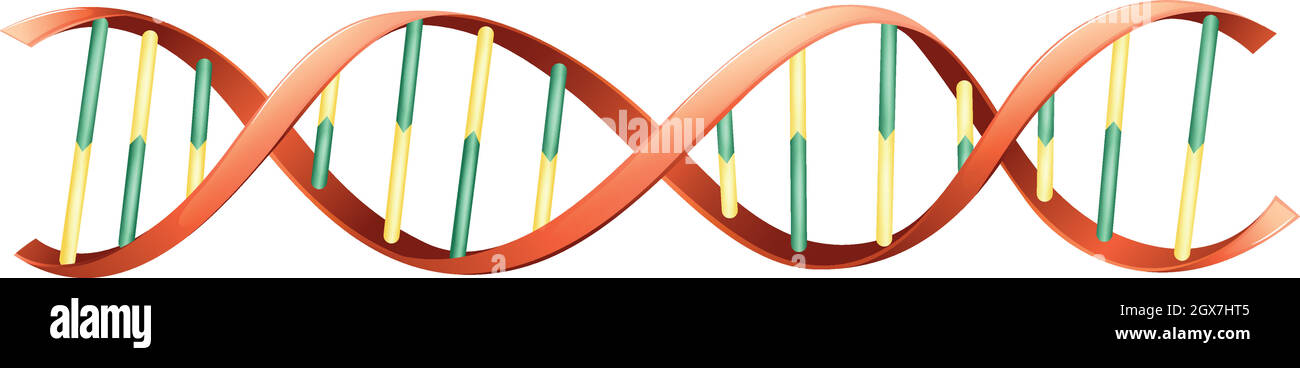 DNA Stock Vector