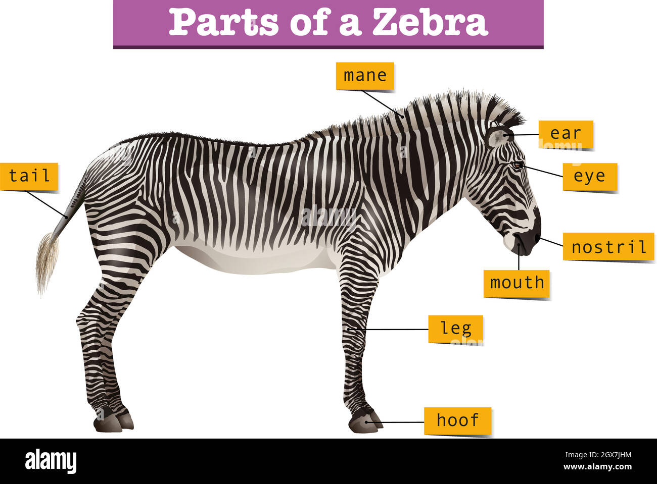 Diagram showing different parts of zebra Stock Vector
