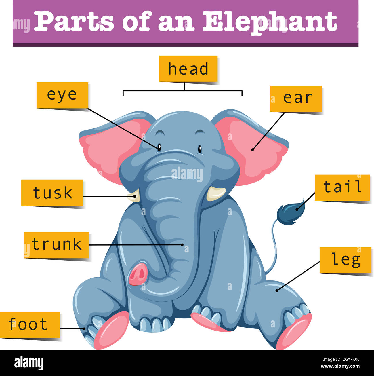 Diagram showing parts of elephant Stock Vector Image & Art Alamy