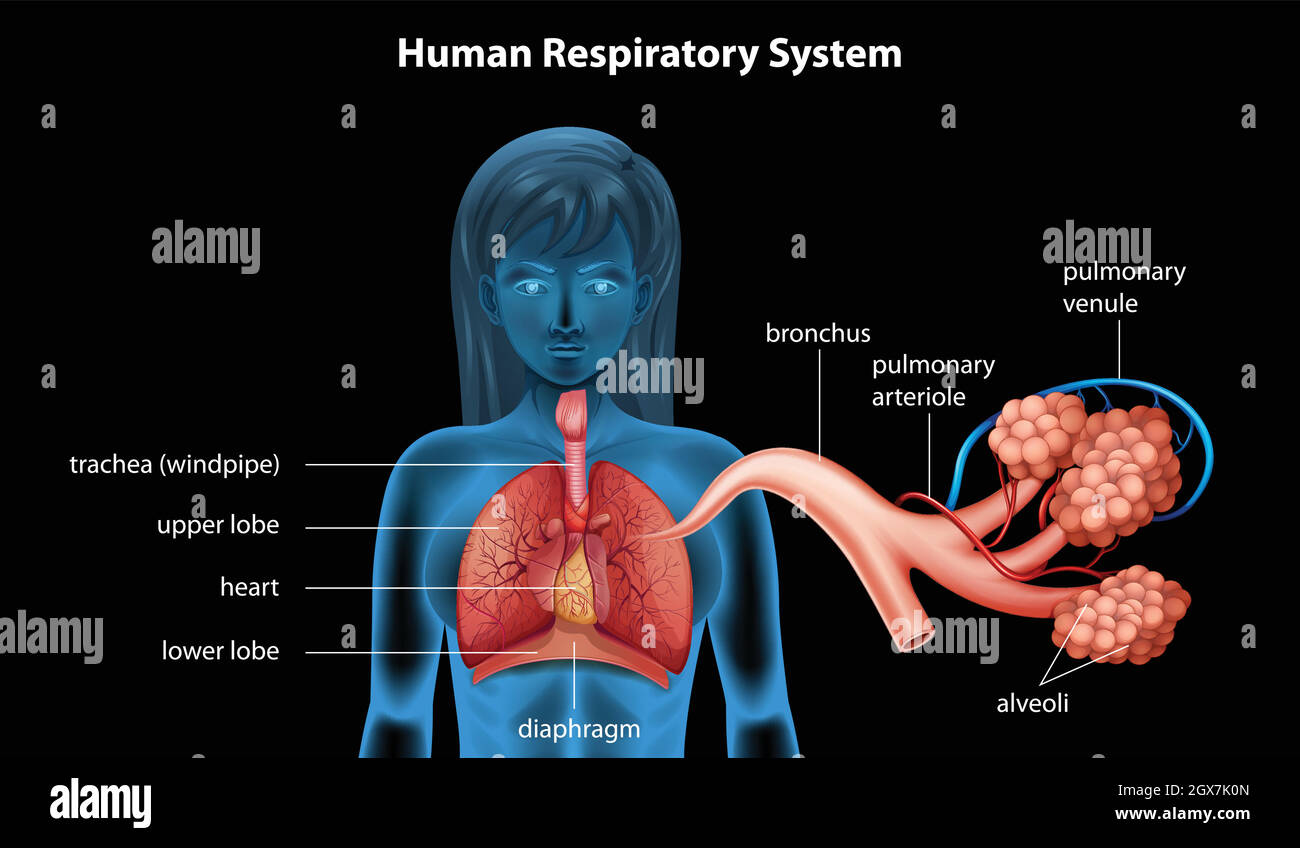 Human Respiratory System Stock Vector