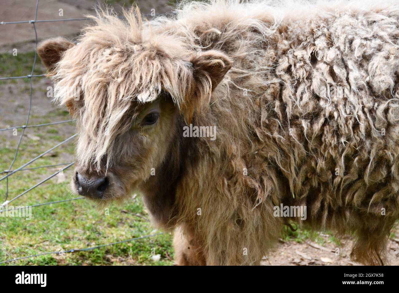 cute-baby-shaggy-highland-cow-stock-photo-alamy