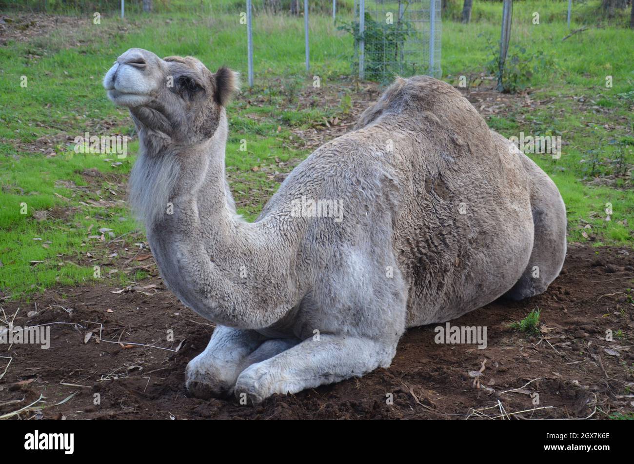 camel lying down on the grass Stock Photo - Alamy