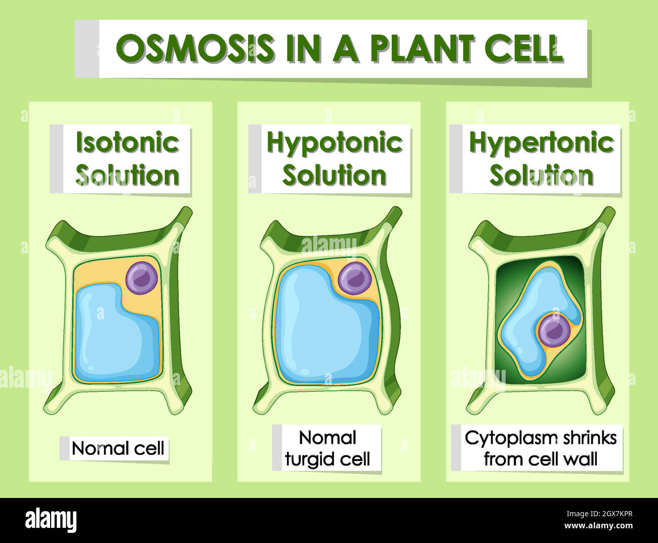 Diagram showing osmosis in plant cell Stock Vector Image & Art Alamy