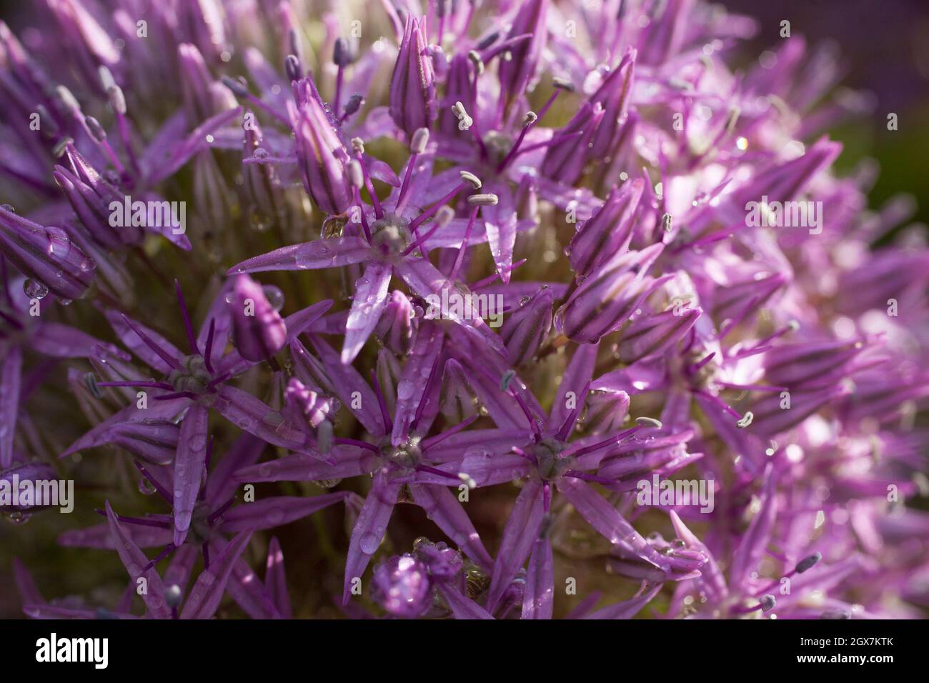 Purple allium in home garden on a dewy morning. Stock Photo