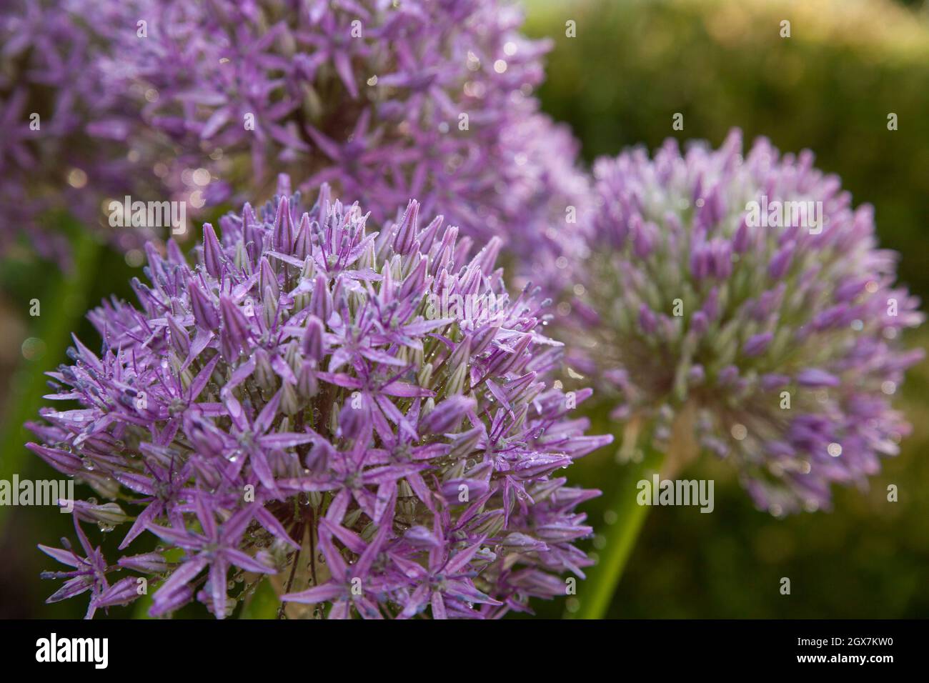 Purple allium in home garden on a dewy morning. Stock Photo