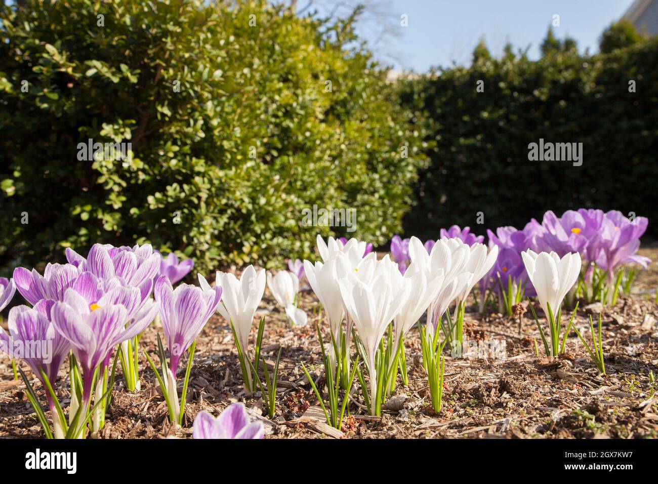 Ant's eye view of crocus in a Massachusetts yard, with boxwood hedges in background. Stock Photo