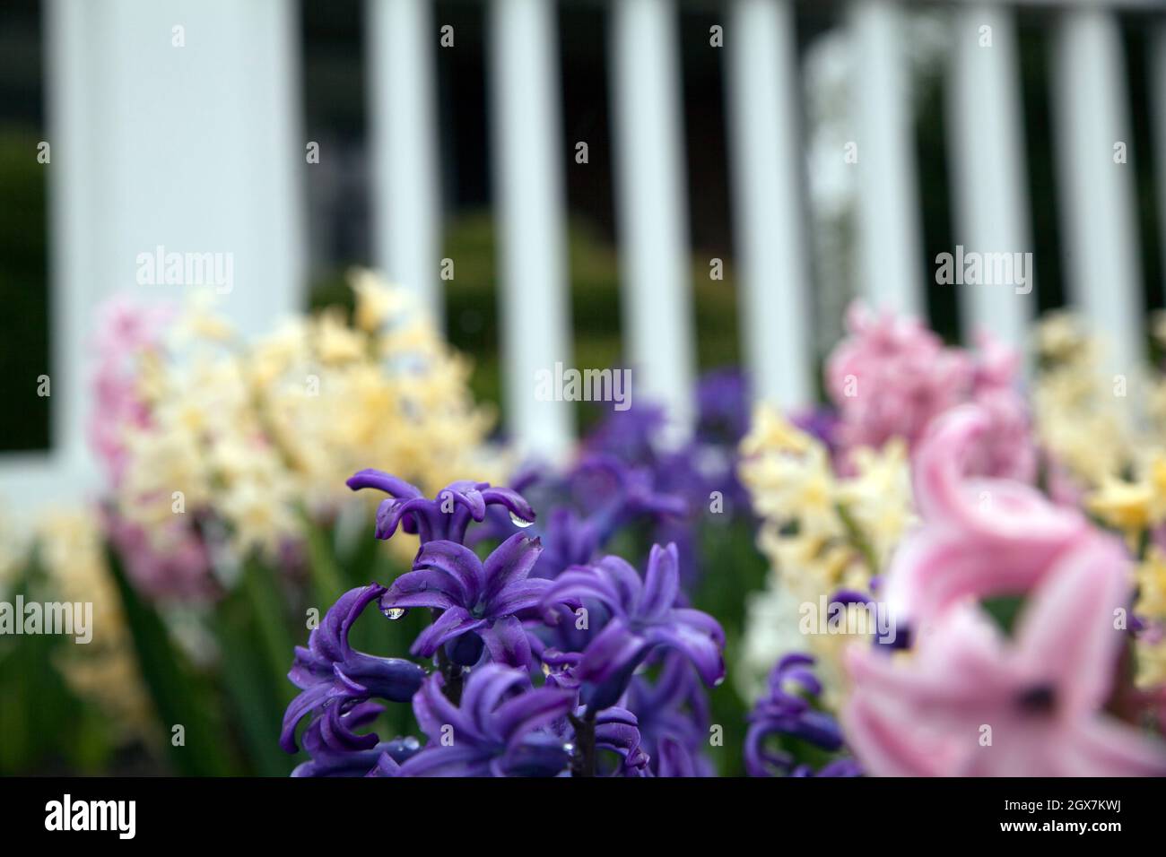 Bed of hyacinths in front yard of Massachusetts home with white picket fence. Stock Photo