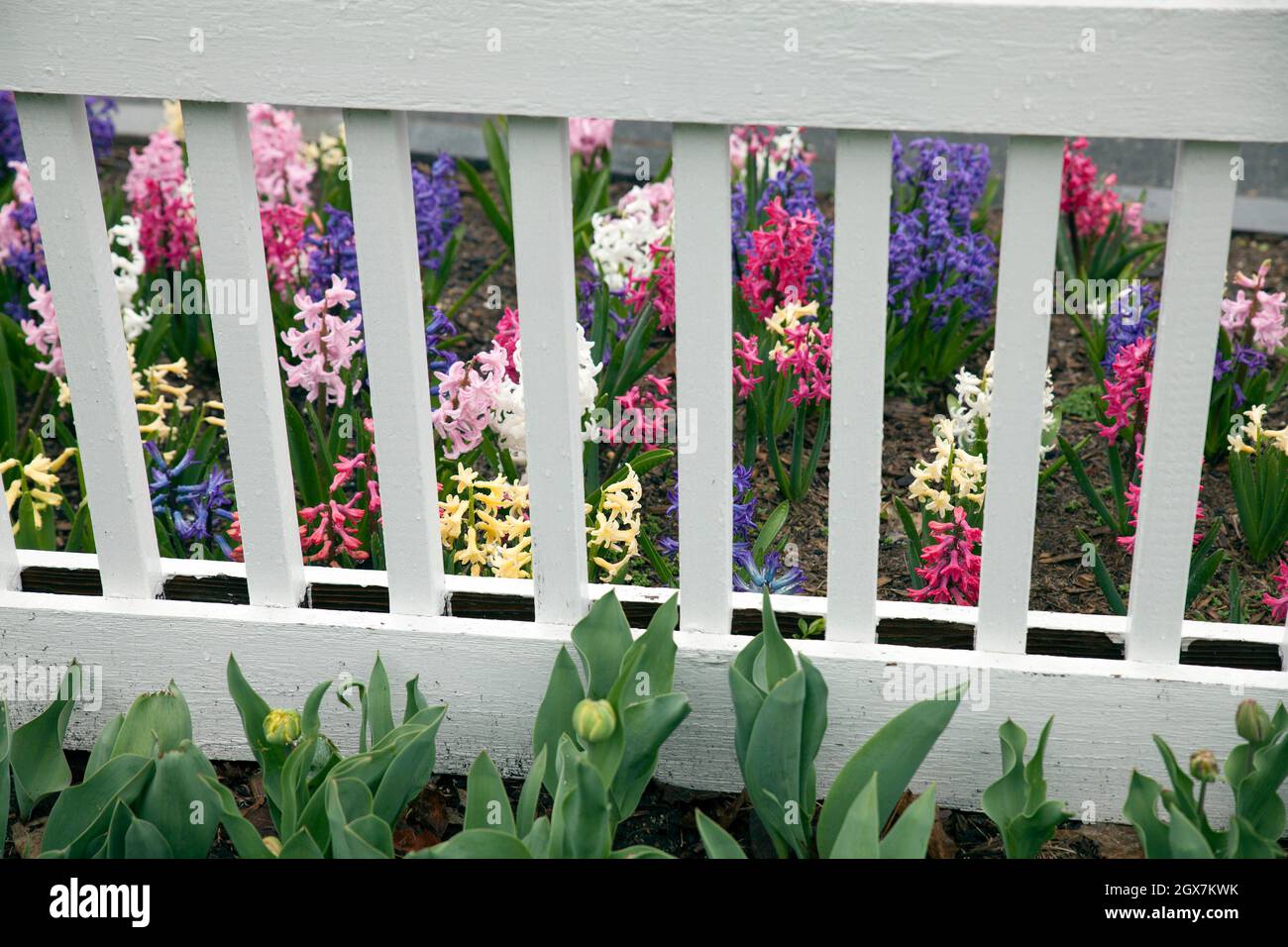 Bed of hyacinths in front yard of Massachusetts home with white picket fence. Stock Photo