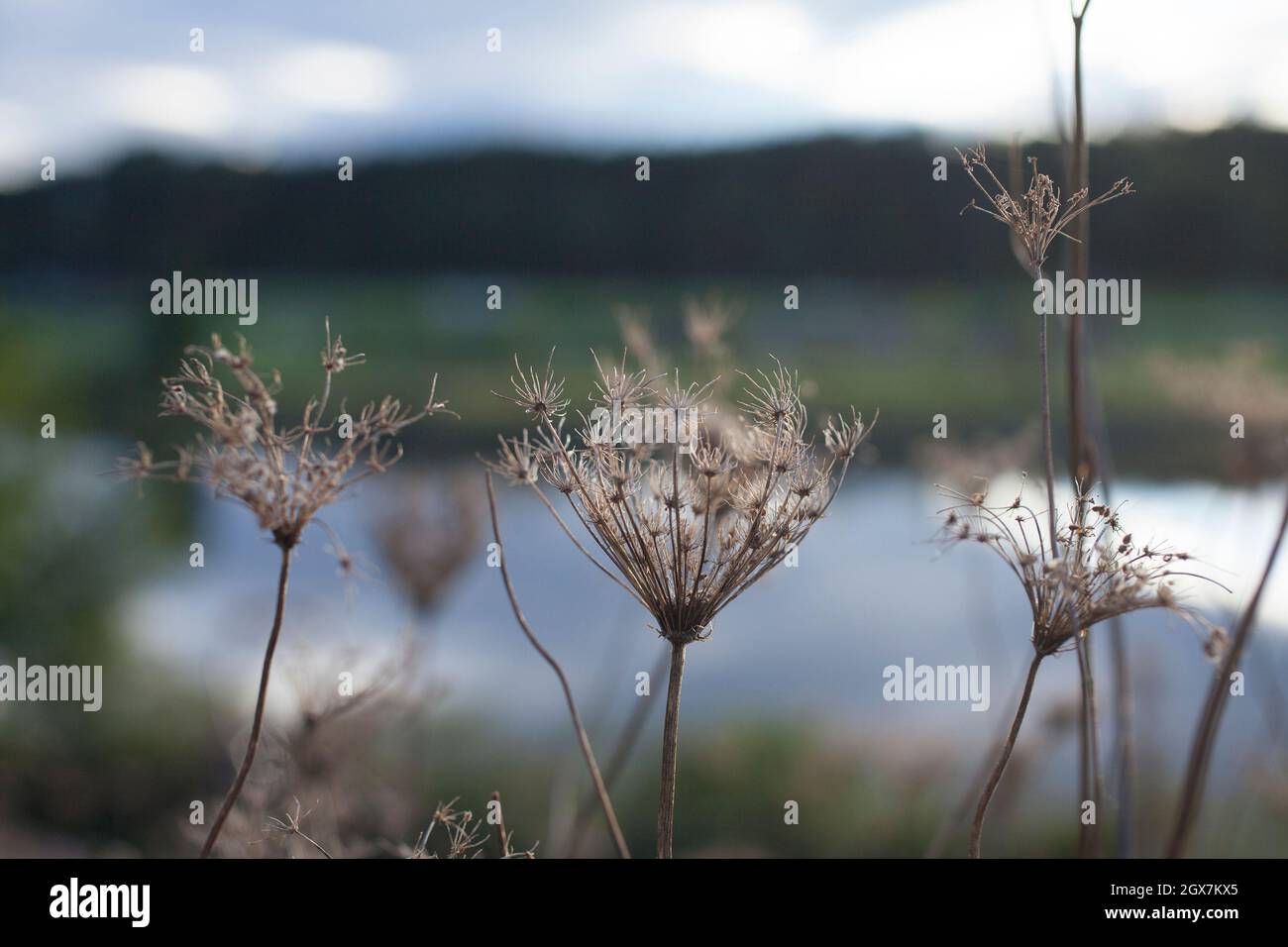 Close view of Queen Anne's Lace flowers in early fall. Stock Photo