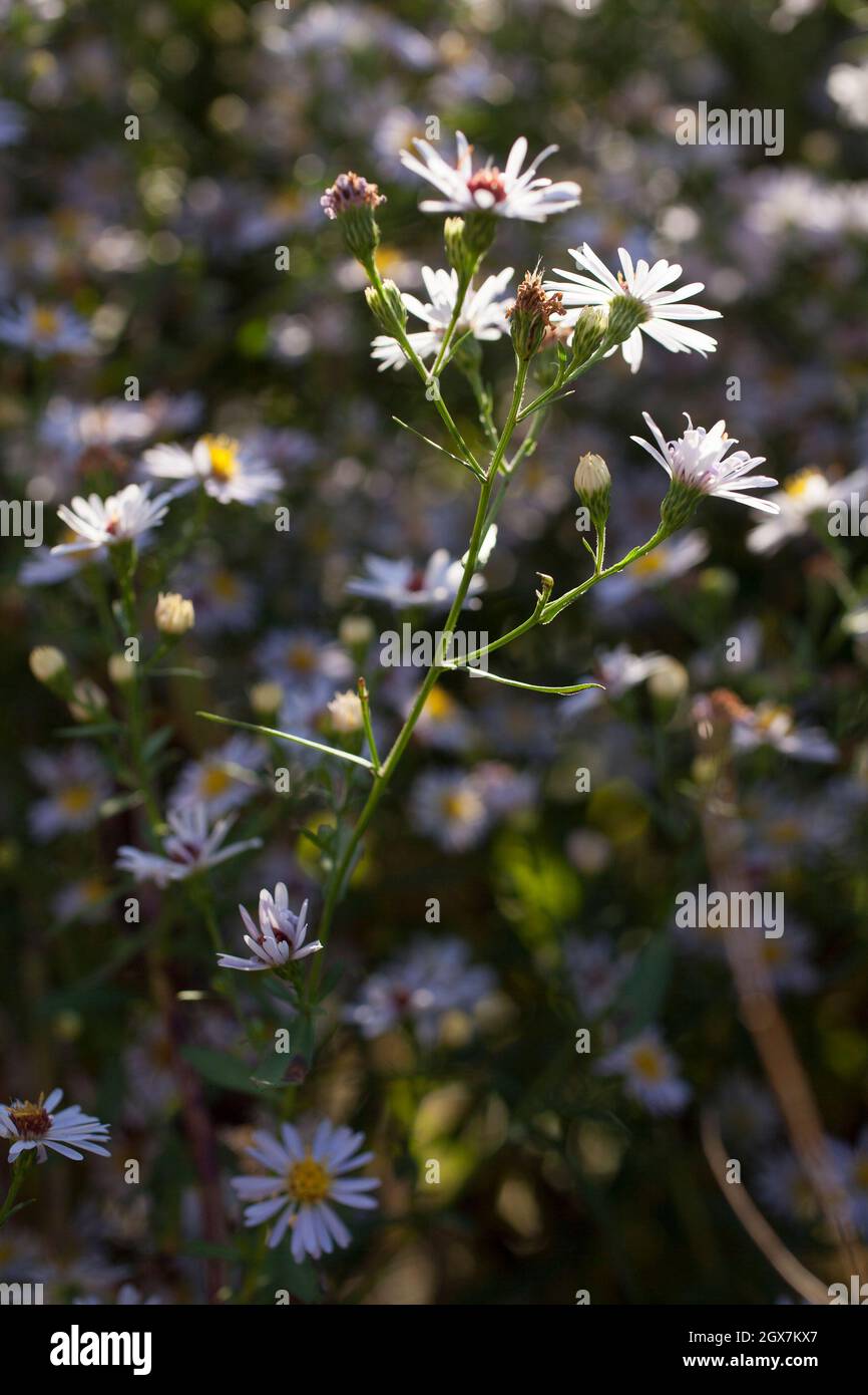 New York asters bloom in early fall, a native plant that attracts pollenaters. Stock Photo