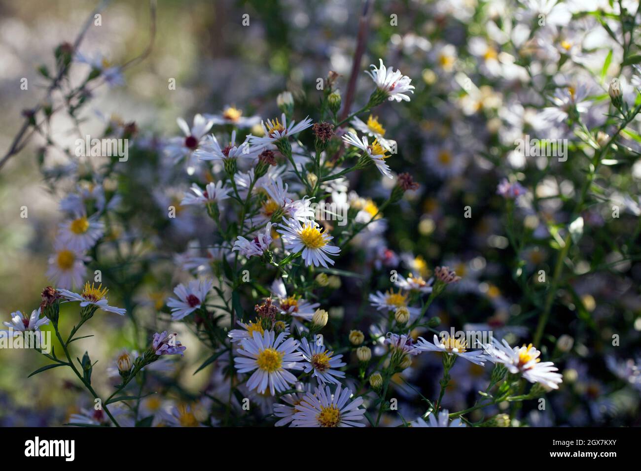 New York asters bloom in early fall, a native plant that attracts pollenaters. Stock Photo