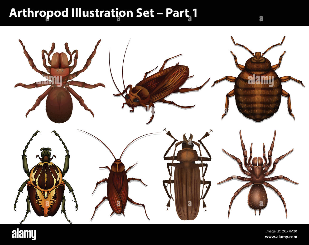 Animals with exoskeletons Stock Vector Images - Alamy