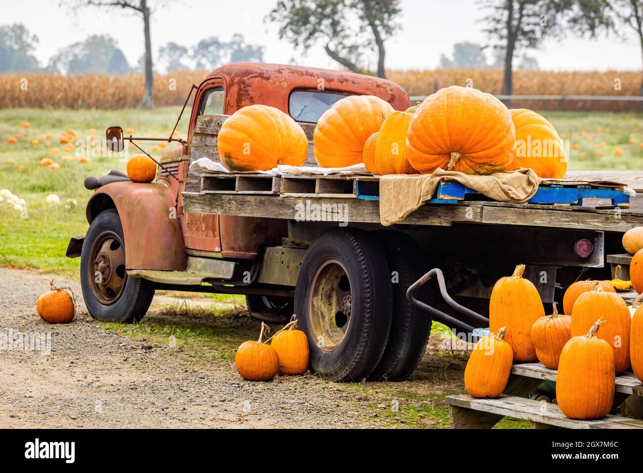Harvest Indoor or Outdoor Truck Carrying Farm Fresh Pumpkins