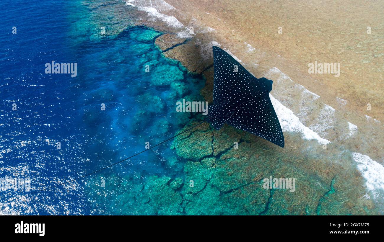 A spotted eagle ray, Aetobatis narinari, flies over a Micronesia reef aerial in this abstract fantasy image. Stock Photo