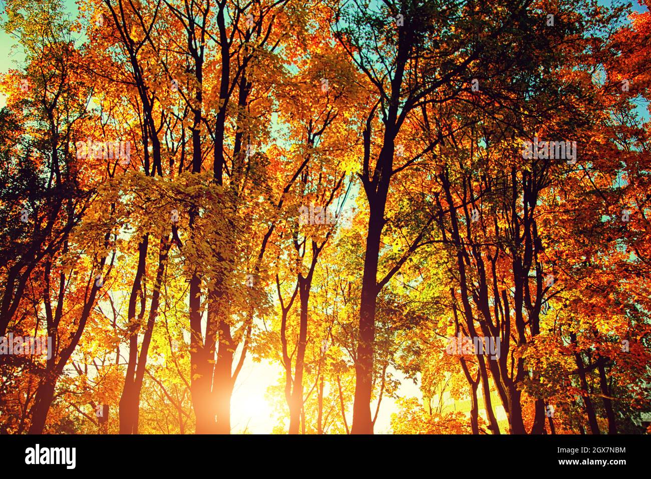 Beautiful autumn background with yellow and red leaves Stock Photo - Alamy