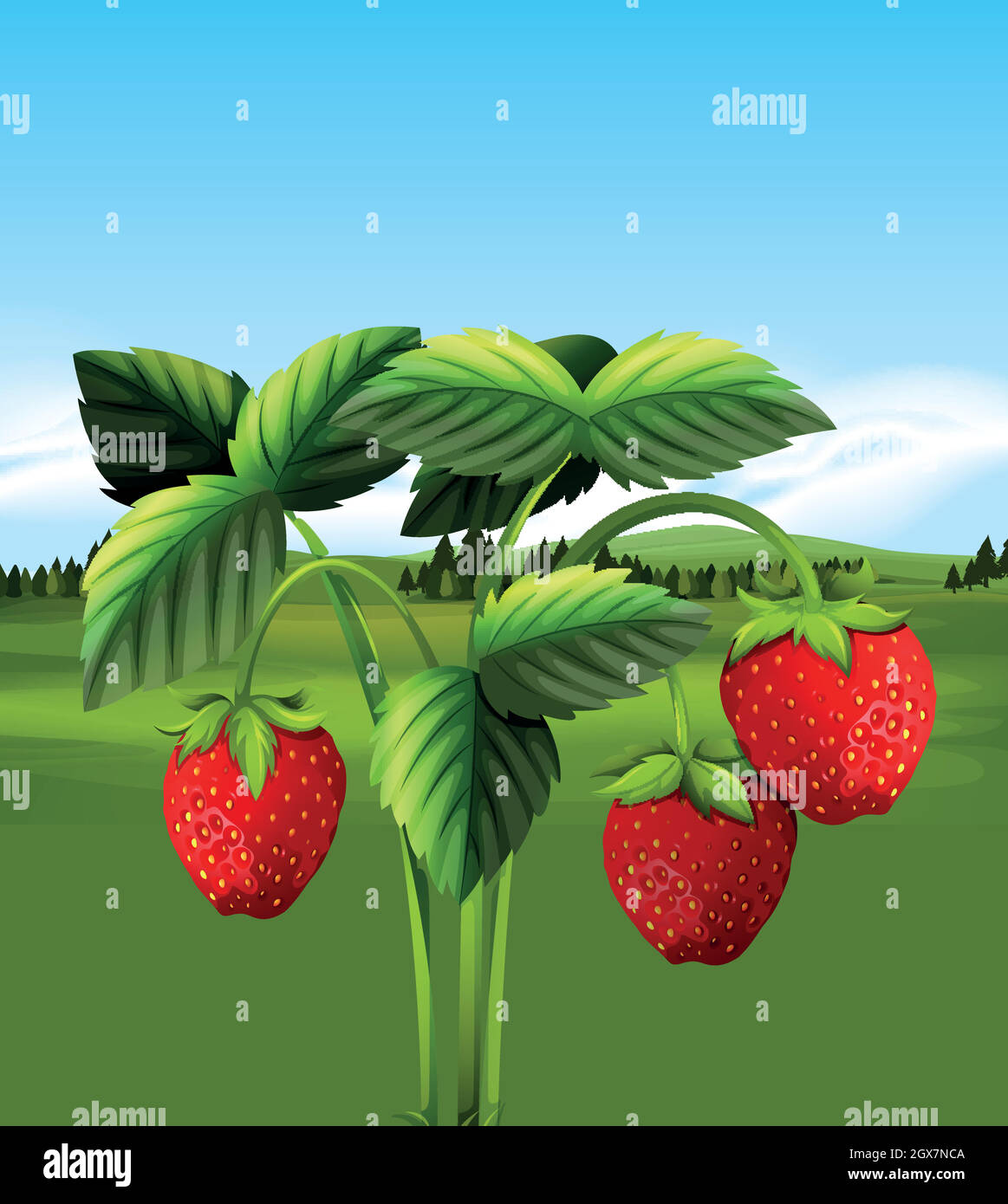 Organic Strawberry with Farm View Stock Vector Image & Art Alamy