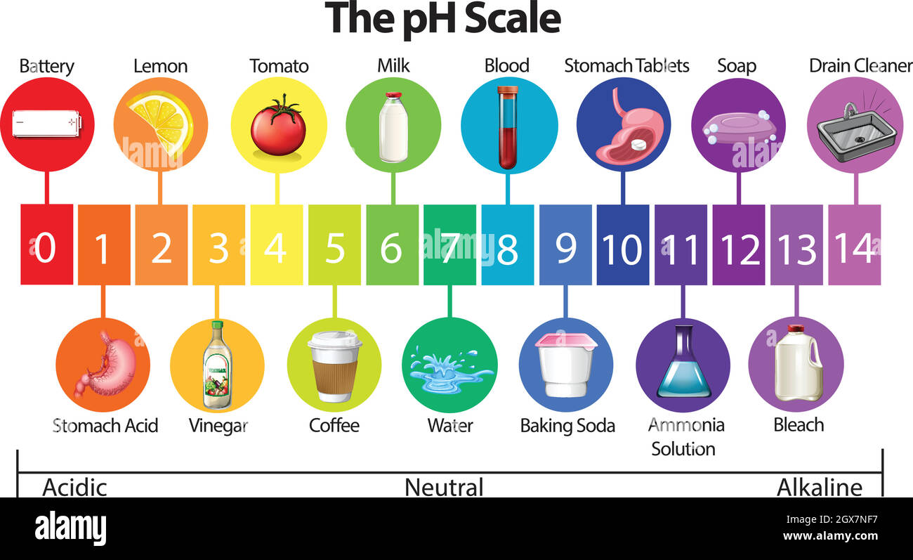 An Education Poster of pH Scale Stock Vector