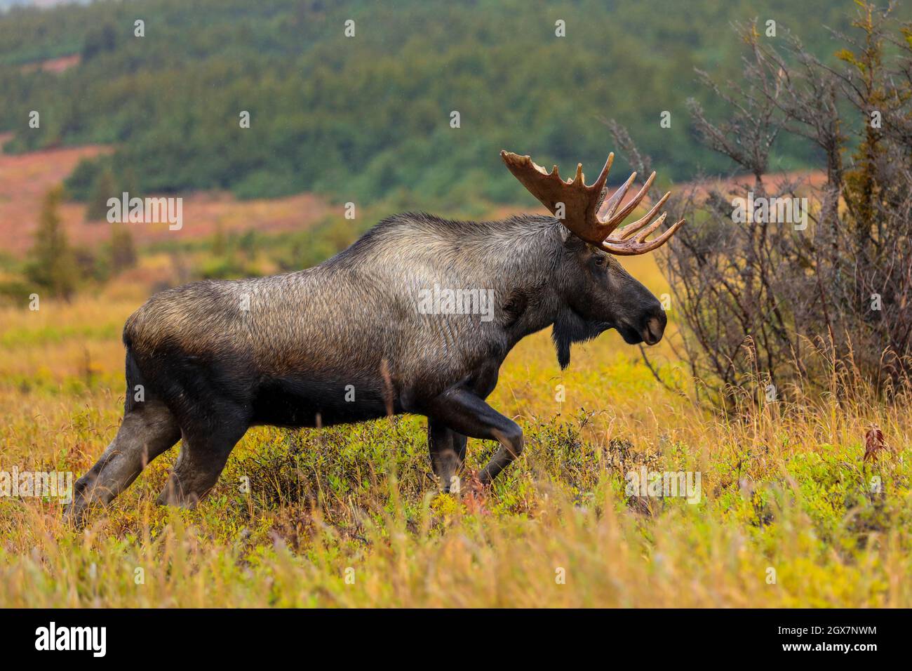 Alaskan Yukon moose alces gigas struts across a meadow in autumn Stock Photo