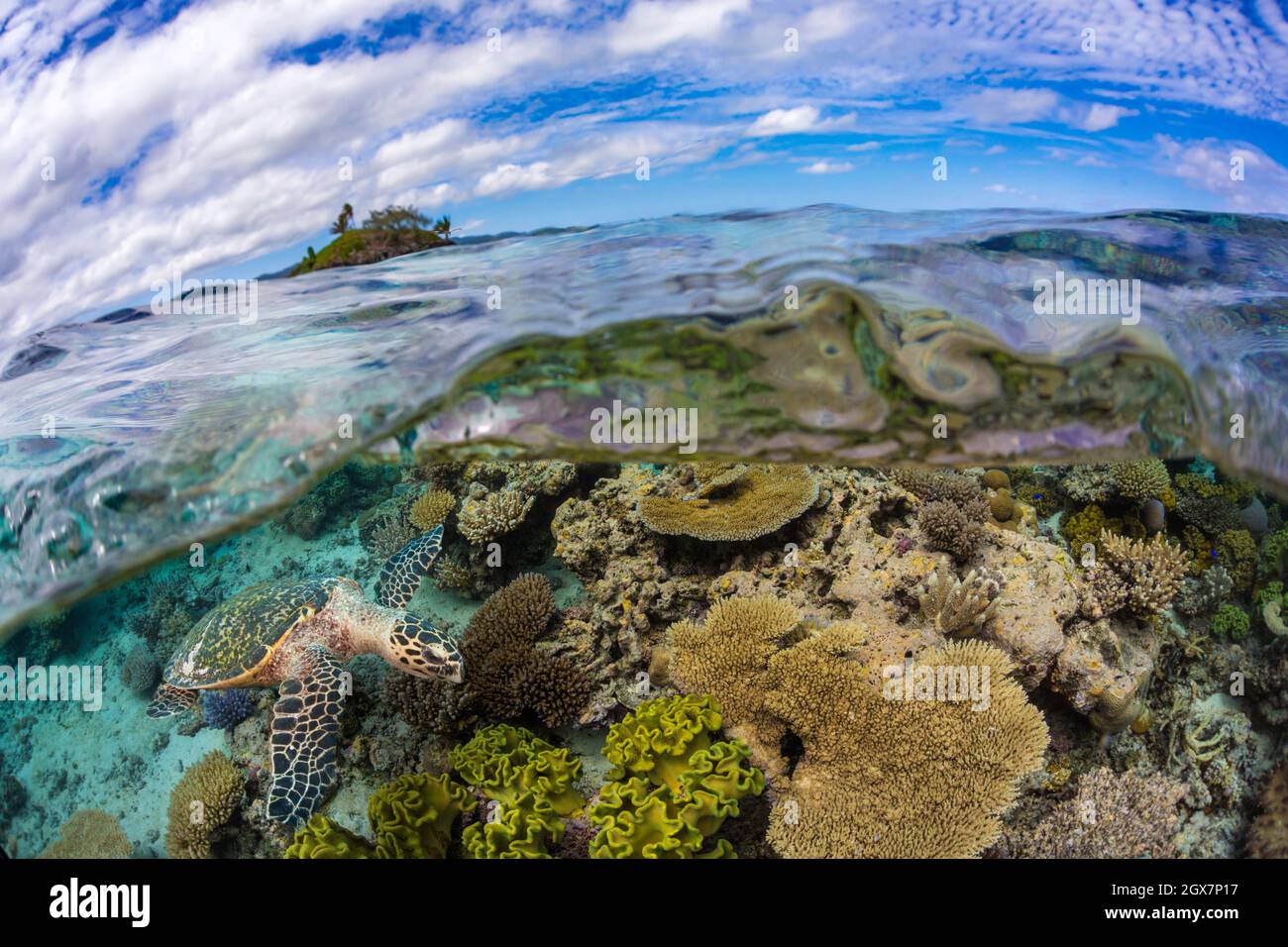 A split image of a hawksbill turtle, Eretmochelys imbricata, inspecting a shallow reef off Two Tree Island above, off Kadavu Island in the southeast c Stock Photo