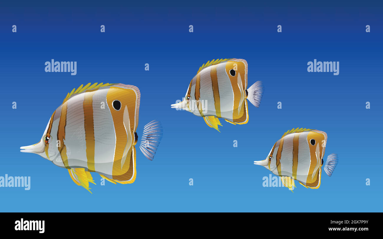 Butterfly fishes Stock Vector