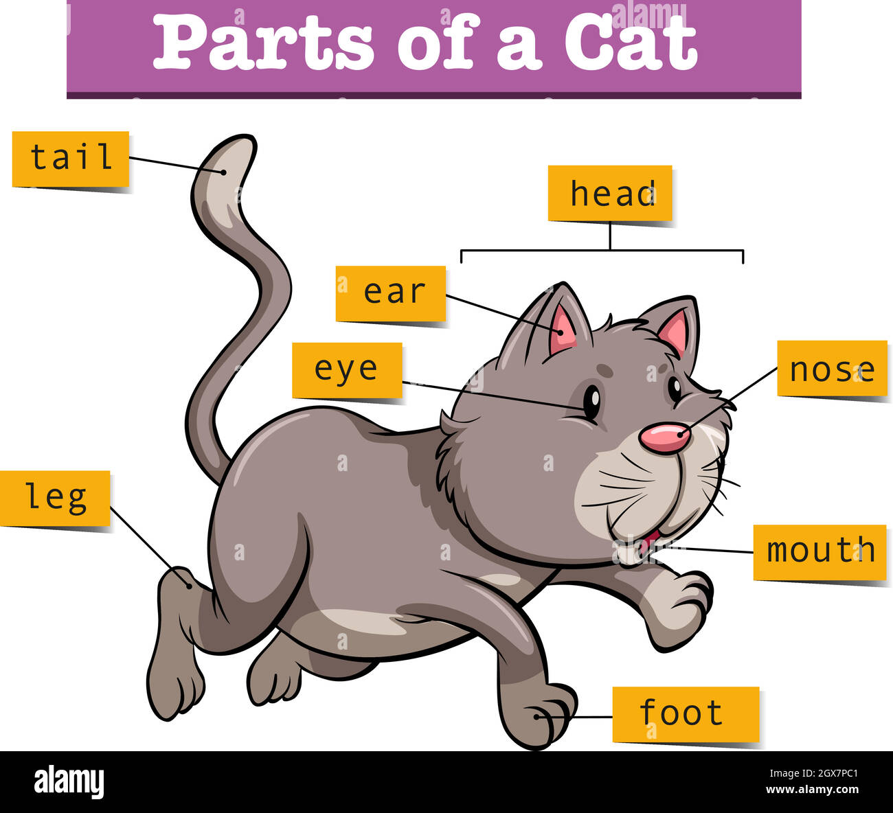 Diagram showing parts of cat Stock Vector Image & Art - Alamy