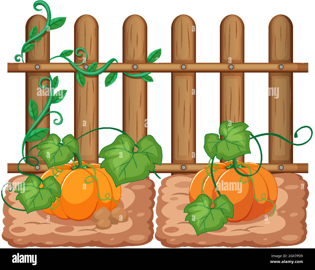 Pumpkins growing in the garden on white background Stock Vector