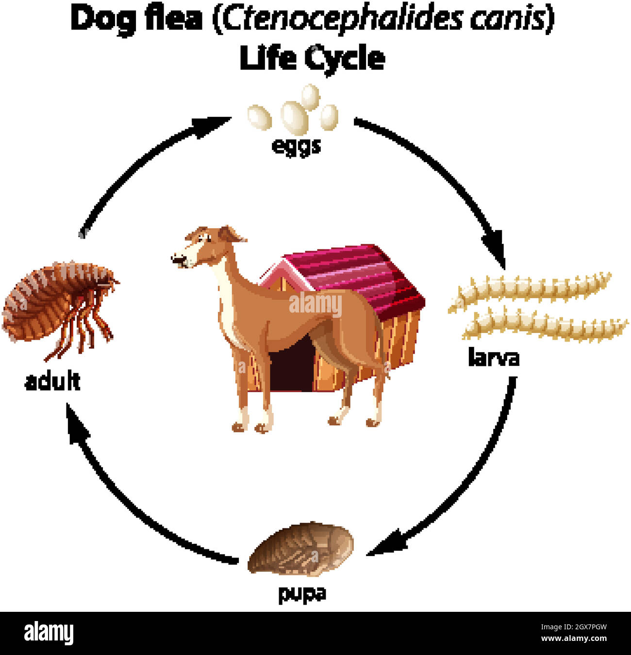 Dog flea life cycle on white background Stock Vector